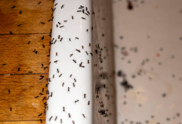 Best Bed Bug Extermination  in Frederick, MD